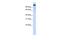 BTB Domain And CNC Homolog 2 antibody, PA5-41624, Invitrogen Antibodies, Western Blot image 