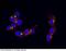 Lysosomal Associated Membrane Protein 1 antibody, 11215-MM07, Sino Biological, Immunocytochemistry image 