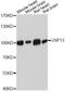 Ubiquitin Specific Peptidase 13 antibody, A10264, ABclonal Technology, Western Blot image 
