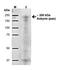 Mitochondrial Ribosomal Protein S16 antibody, orb374281, Biorbyt, Western Blot image 