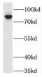 TRAF3 Interacting Protein 1 antibody, FNab08918, FineTest, Western Blot image 