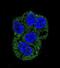 Lactotransferrin antibody, abx025182, Abbexa, Immunofluorescence image 