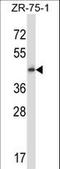 G Protein-Coupled Receptor 137 antibody, LS-C166623, Lifespan Biosciences, Western Blot image 