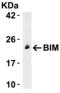 BCL2 Like 11 antibody, 2414, QED Bioscience, Western Blot image 