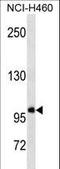 General Transcription Factor IIIC Subunit 3 antibody, LS-C159802, Lifespan Biosciences, Western Blot image 