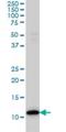 Thioredoxin antibody, H00007295-M01, Novus Biologicals, Western Blot image 