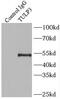 TUB Like Protein 3 antibody, FNab09109, FineTest, Immunoprecipitation image 