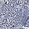 Peptide YY antibody, ab112474, Abcam, Immunohistochemistry paraffin image 