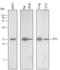 Tumor Protein, Translationally-Controlled 1 antibody, MAB4648, R&D Systems, Western Blot image 