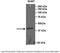 Betaine--Homocysteine S-Methyltransferase antibody, 29-584, ProSci, Western Blot image 