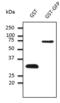 GST antibody, LS-C204208, Lifespan Biosciences, Western Blot image 