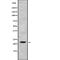 H1 Histone Family Member X antibody, abx215790, Abbexa, Western Blot image 