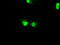 Serine/Threonine Kinase 39 antibody, LS-C784328, Lifespan Biosciences, Immunofluorescence image 