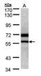 Nuclear Receptor Subfamily 0 Group B Member 1 antibody, orb73890, Biorbyt, Western Blot image 