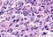 Relaxin-3 receptor 1 antibody, orb79840, Biorbyt, Immunohistochemistry paraffin image 