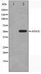 Transcriptional Adaptor 2A antibody, TA347551, Origene, Western Blot image 