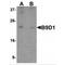 B9 Domain Containing 1 antibody, MBS151367, MyBioSource, Western Blot image 