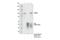 NOP2/Sun RNA Methyltransferase 2 antibody, 44056S, Cell Signaling Technology, Immunoprecipitation image 