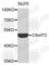 C9orf72-SMCR8 Complex Subunit antibody, A9532, ABclonal Technology, Western Blot image 