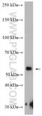 NP1L4 antibody, 27889-1-AP, Proteintech Group, Western Blot image 