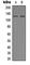 POM121 Transmembrane Nucleoporin antibody, abx121664, Abbexa, Western Blot image 