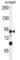 Leucine Rich Repeat Containing 36 antibody, abx025827, Abbexa, Western Blot image 