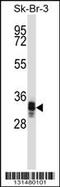 UBX Domain Protein 10 antibody, 59-432, ProSci, Western Blot image 