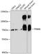 Tripartite Motif Containing 9 antibody, A08967-1, Boster Biological Technology, Western Blot image 