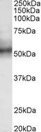 E3 ubiquitin-protein ligase TRIM11 antibody, LS-B10341, Lifespan Biosciences, Western Blot image 