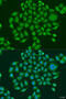 PR domain zinc finger protein 10 antibody, 15-914, ProSci, Immunofluorescence image 