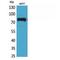 MYB Proto-Oncogene, Transcription Factor antibody, LS-C387185, Lifespan Biosciences, Western Blot image 