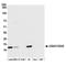 CD247 Molecule antibody, NBP2-76399, Novus Biologicals, Western Blot image 