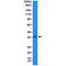 NK2 Homeobox 1 antibody, M01322-2, Boster Biological Technology, Western Blot image 