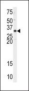 Apurinic/Apyrimidinic Endodeoxyribonuclease 1 antibody, PA5-12471, Invitrogen Antibodies, Western Blot image 