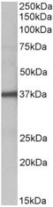 SEC2 antibody, AP32856PU-N, Origene, Western Blot image 