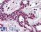 Cullin 3 antibody, LS-B359, Lifespan Biosciences, Immunohistochemistry paraffin image 