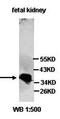Agmatinase antibody, orb77416, Biorbyt, Western Blot image 