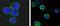 CD37 Molecule antibody, STJ97923, St John