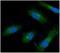 ISG15 Ubiquitin Like Modifier antibody, NBP1-04310, Novus Biologicals, Immunocytochemistry image 