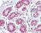 Apurinic/Apyrimidinic Endodeoxyribonuclease 1 antibody, NB100-56359, Novus Biologicals, Immunohistochemistry frozen image 