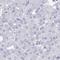 Immunoglobulin Superfamily Member 5 antibody, HPA057282, Atlas Antibodies, Immunohistochemistry paraffin image 