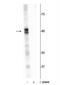AKT1 Substrate 1 antibody, NBP2-60783, Novus Biologicals, Western Blot image 