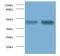Enolase 1 antibody, MBS1489591, MyBioSource, Western Blot image 