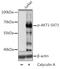 Protein kinase B antibody, AE00208, Aeonian Biotech, Western Blot image 