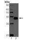 TNF Receptor Superfamily Member 17 antibody, ALX-804-826-C100, Enzo Life Sciences, Western Blot image 