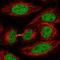 Kinesin Family Member 4A antibody, HPA061583, Atlas Antibodies, Immunofluorescence image 