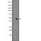 Interleukin 12B antibody, abx149402, Abbexa, Western Blot image 