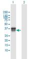 Heparan Sulfate-Glucosamine 3-Sulfotransferase 1 antibody, H00009957-D01P, Novus Biologicals, Western Blot image 