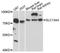Solute Carrier Family 13 Member 4 antibody, abx002444, Abbexa, Western Blot image 