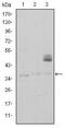 CD1a Molecule antibody, MA5-15830, Invitrogen Antibodies, Western Blot image 